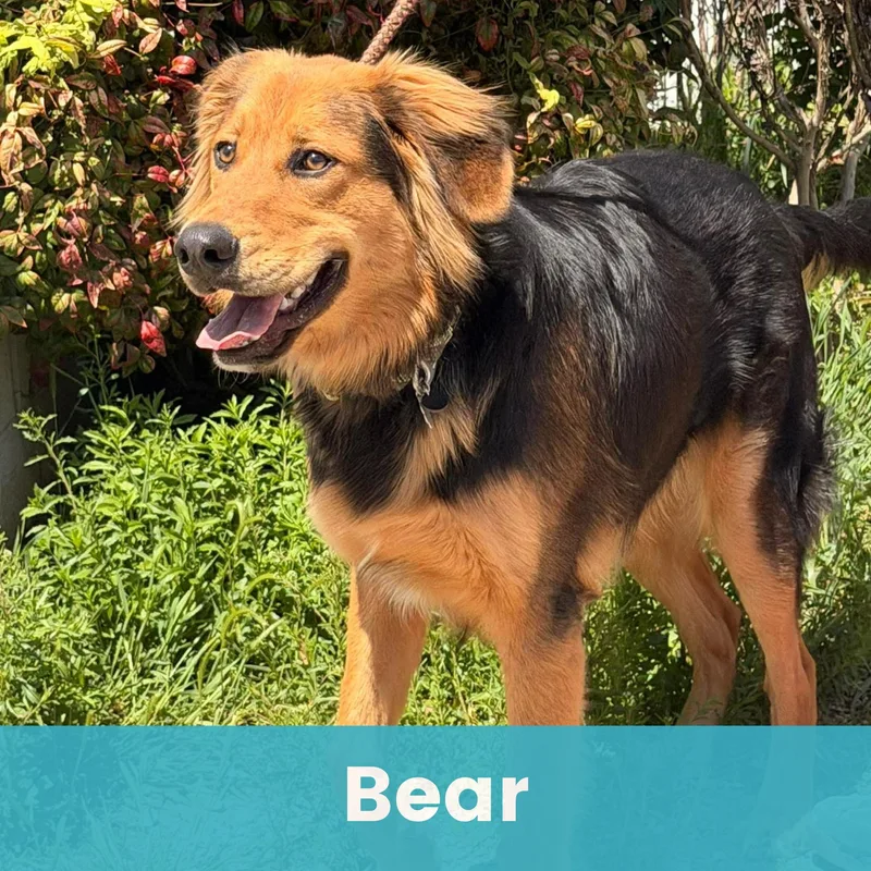 Bear thumbnail 6