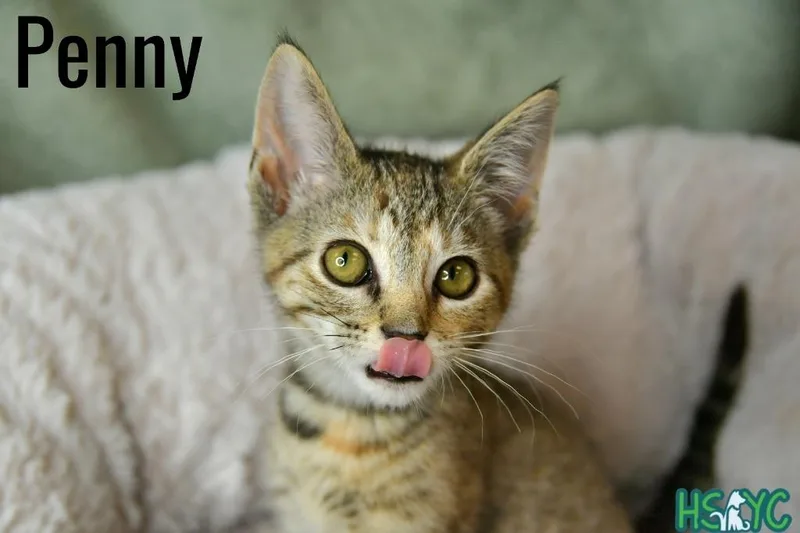 A baby medium-sized female Domestic Short Hair cat named Penny for adoption in Fort Mill, SC