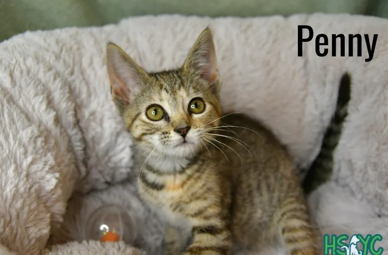 Penny thumbnail 3