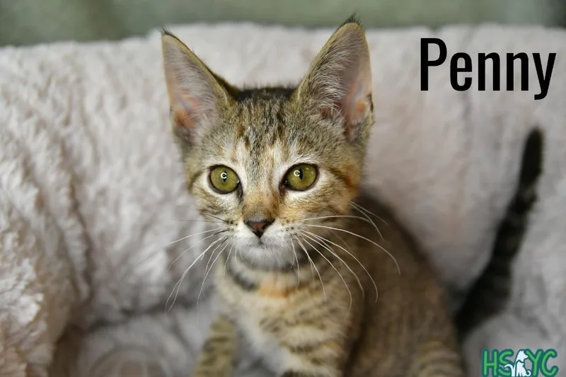 Penny thumbnail 4
