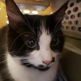 An adult medium-sized female Black Domestic Medium Hair cat named Oreo for adoption in Fairport, NY