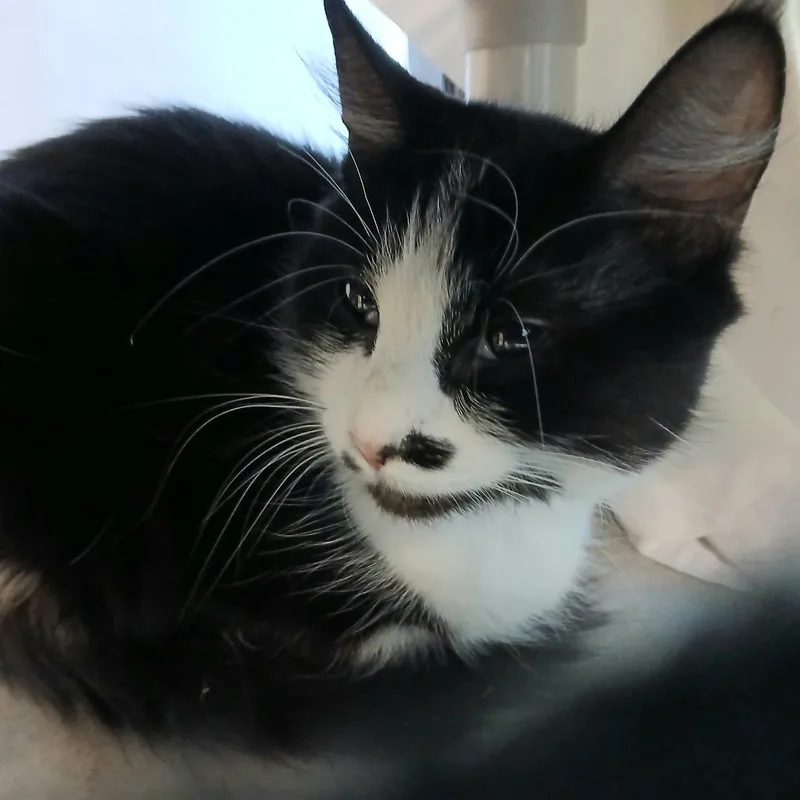 Oreo thumbnail 2