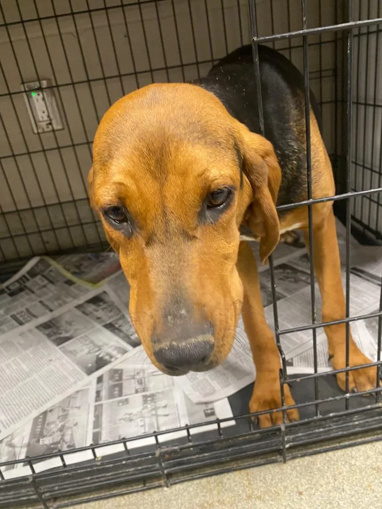 A young large-sized female Hound dog named Daisy for adoption in Hopkinsville, KY