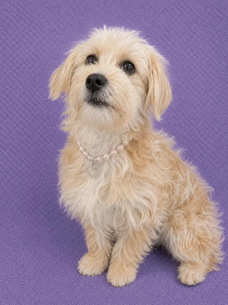 A baby small-sized female Maltipoo dog named Jazlyn for adoption in Lodi, CA