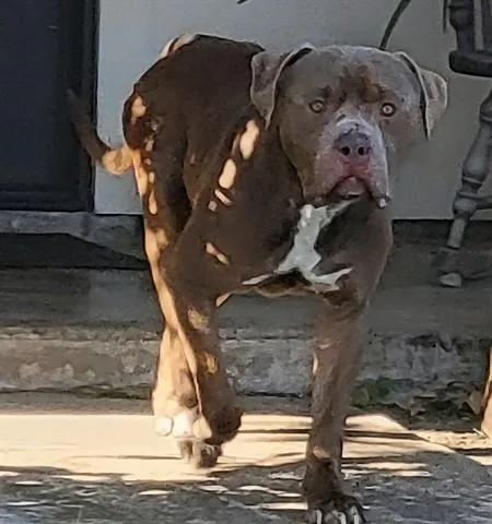 An adult extra large-sized male Pit Bull Terrier dog named Lechugas for adoption in Garland, TX