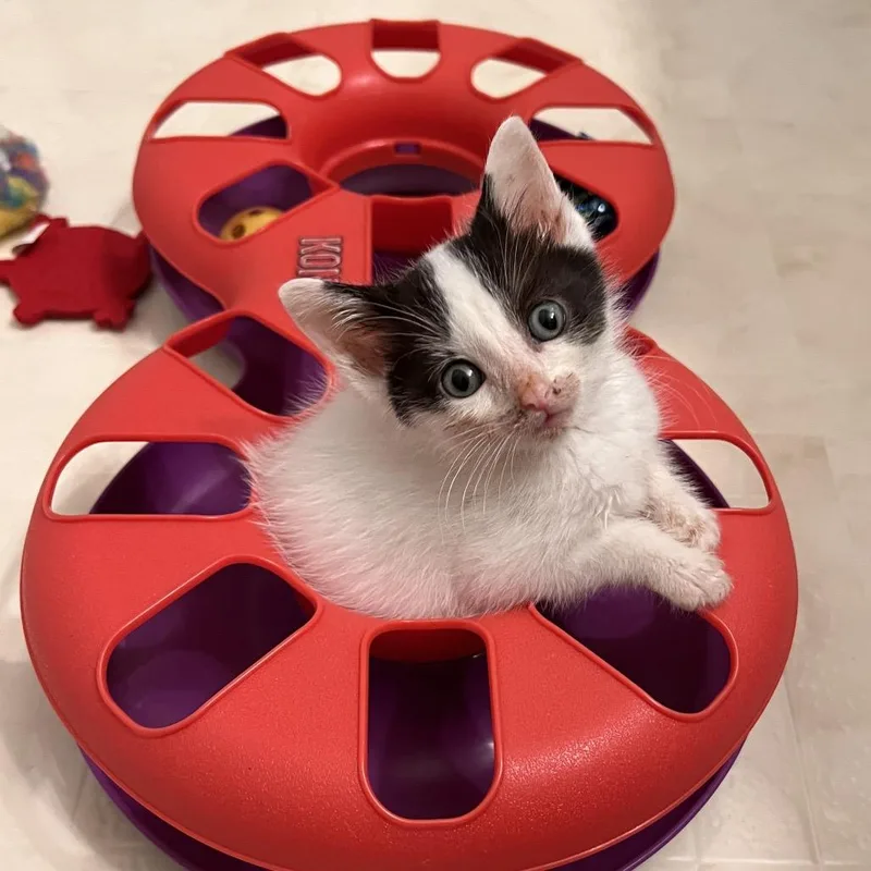 A baby small-sized male White Domestic Short Hair cat named Harrison for adoption in West Olive, MI