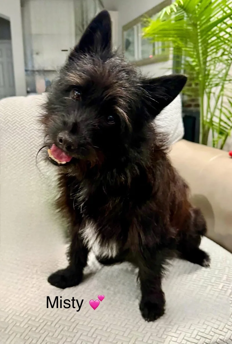 A young small-sized female Scottish Terrier dog named Misty for adoption in Rockwall, TX