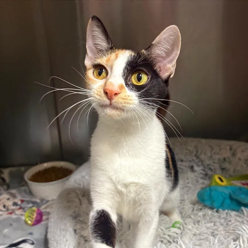 An adult medium-sized female Calico Domestic Short Hair cat named Patches for adoption in Fort Lauderdale, FL
