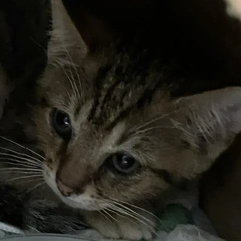A baby small-sized male Domestic Short Hair cat named Eucerin for adoption in Baltimore, MD