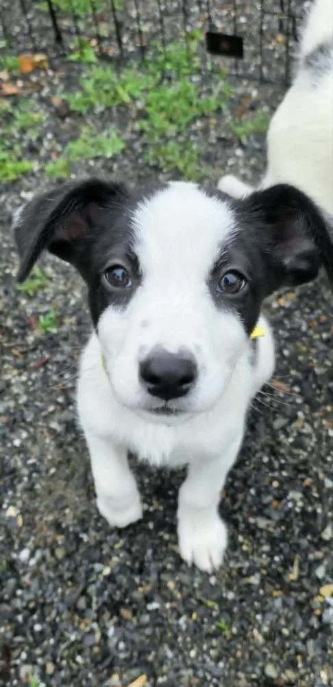 A baby small-sized male Tricolor (Brown, Black, & White) Australian Shepherd dog named Stevie for adoption in Ontario, CA