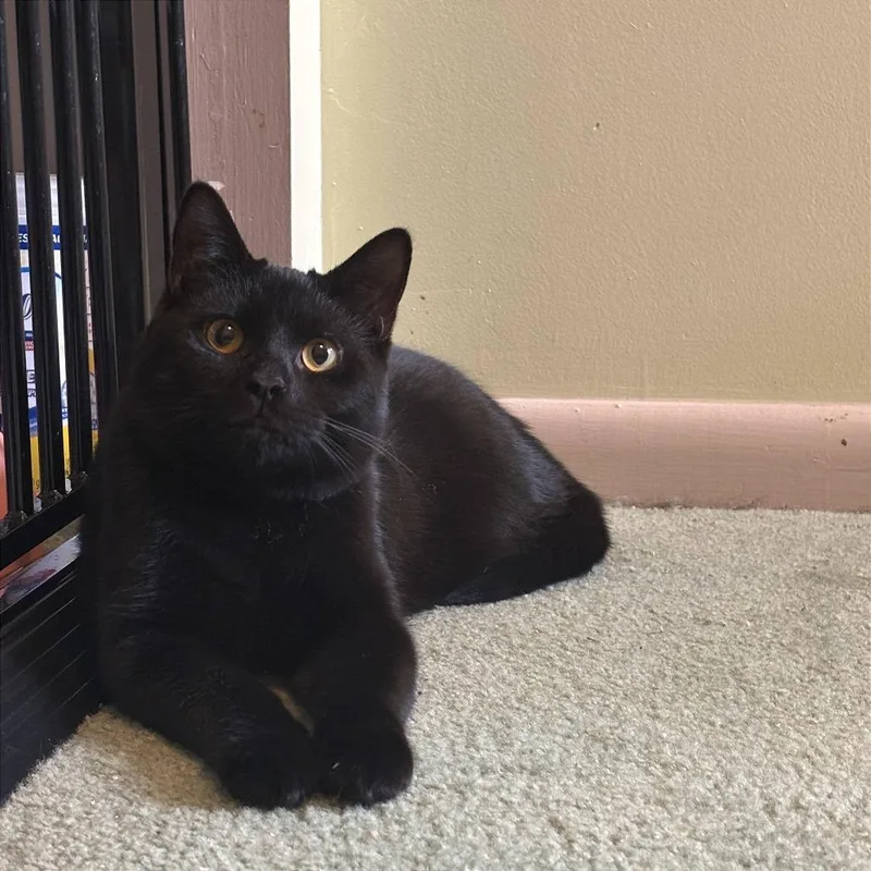 Thackery thumbnail 2