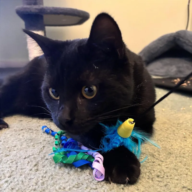 Thackery thumbnail 3