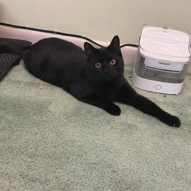 Thackery thumbnail 4