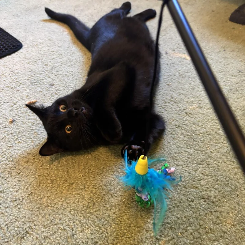 Thackery thumbnail 5