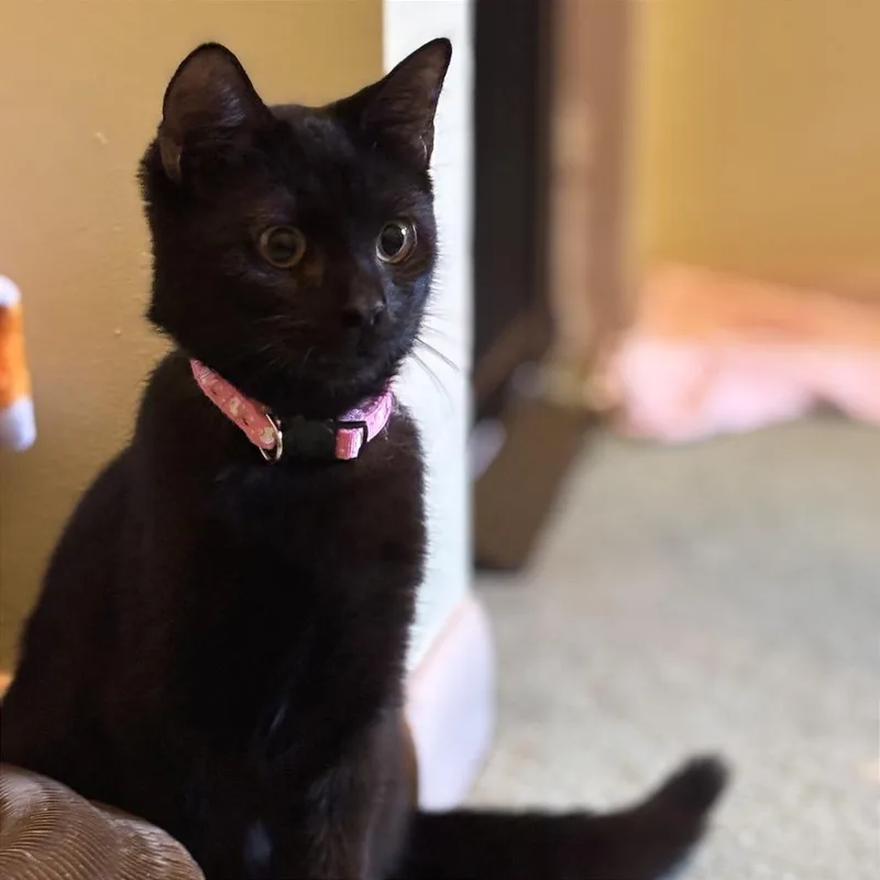 Thackery thumbnail 6