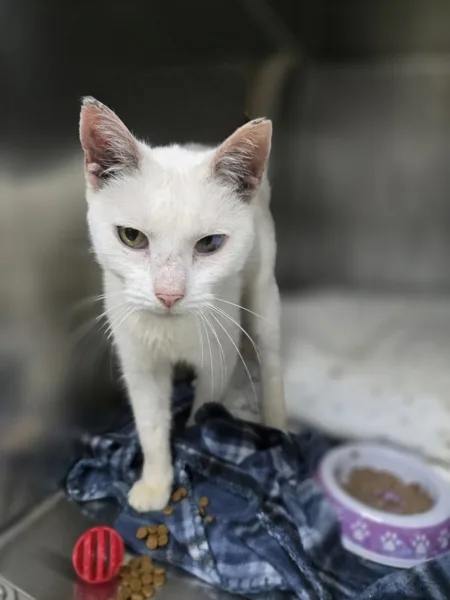 A senior medium-sized female Domestic Short Hair cat named Snow White for adoption in Kingston, NY