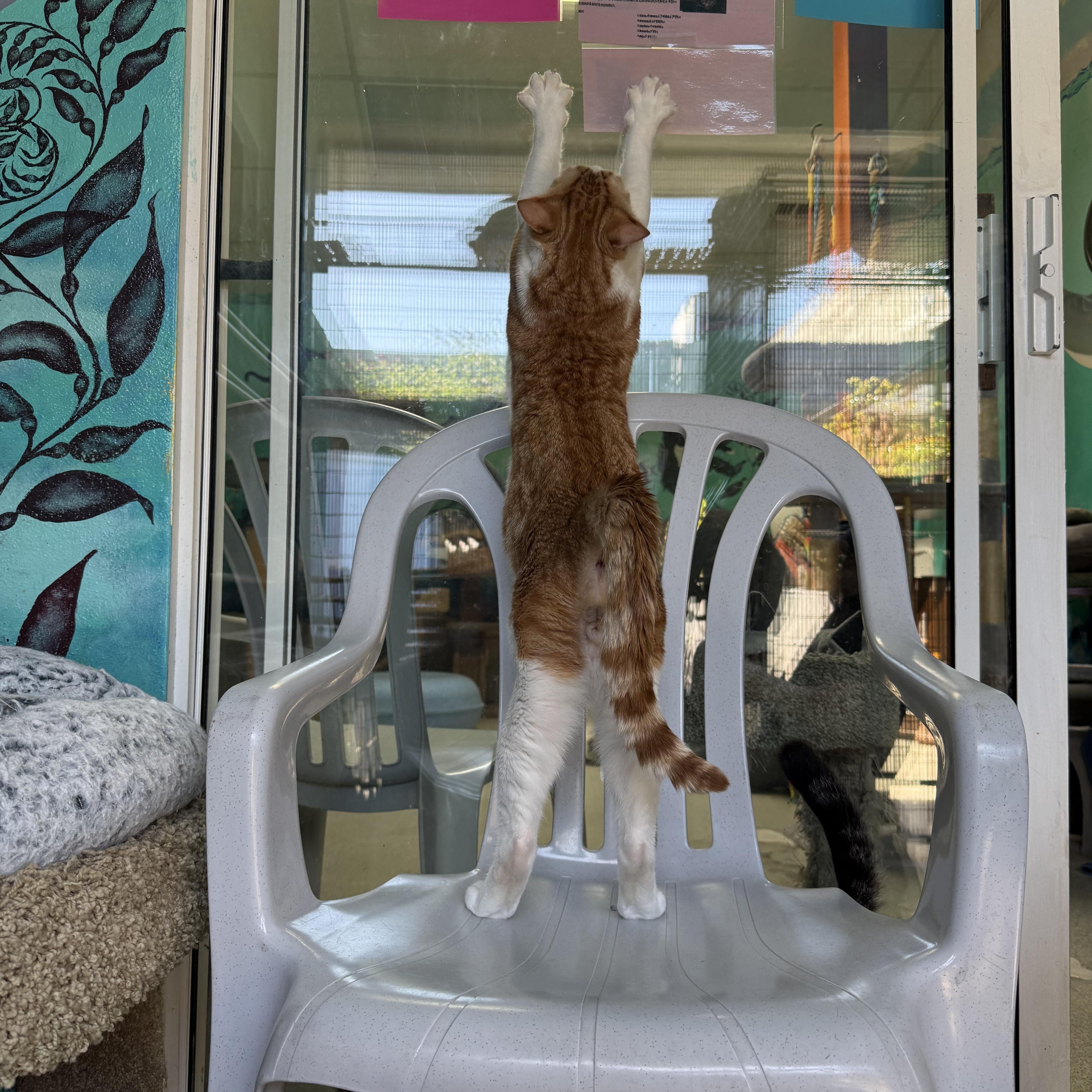 A young medium-sized male Tabby cat named Oatmeal for adoption in Newport Beach, CA