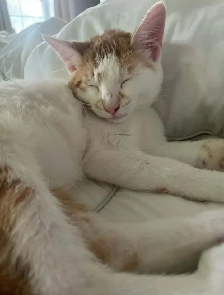 A baby medium-sized male Orange & White Domestic Short Hair cat named Buckle for adoption in Springfield, PA