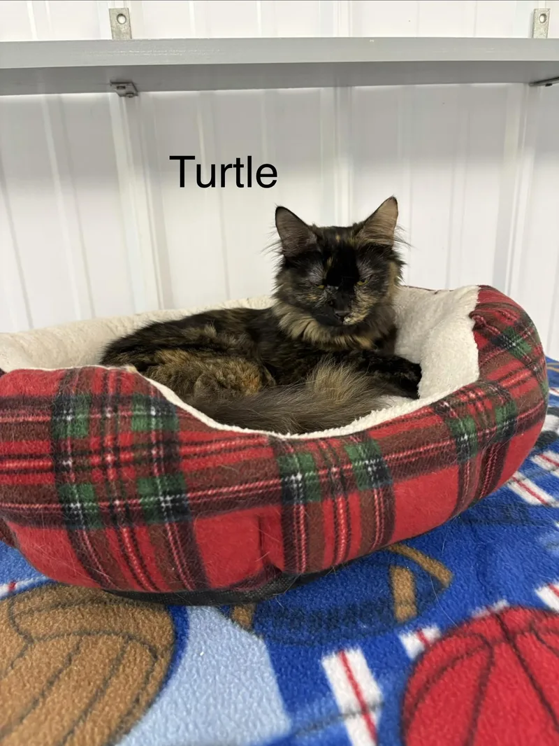 Turtle thumbnail 3