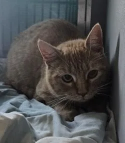 An adult medium-sized female Domestic Short Hair cat named Cece for adoption in Edgewood, NM
