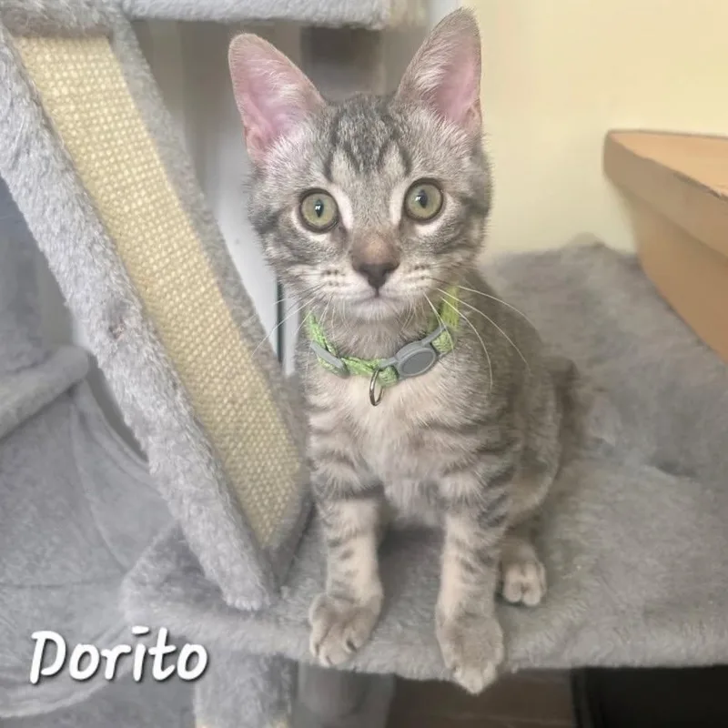 A baby small-sized male Tabby (Gray / Blue / Silver) Domestic Short Hair cat named Dorito for adoption in Catasauqua, PA