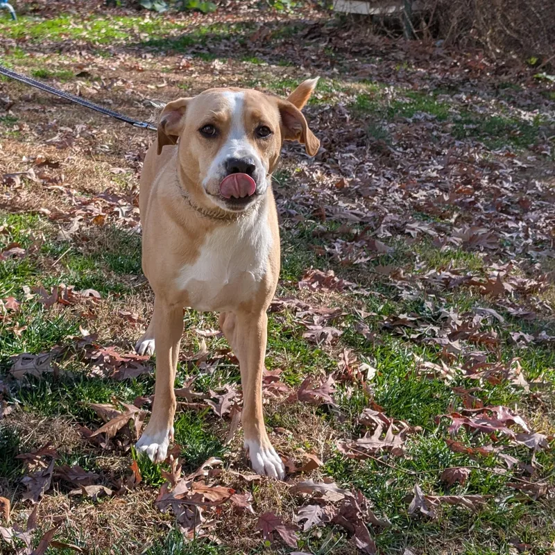 An adult medium-sized male Apricot / Beige Yellow Labrador Retriever dog named Jerry for adoption in Chesapeake Beach, MD