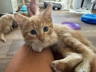 A baby medium-sized male Domestic Short Hair cat named Jedi for adoption in Lafayette, CO