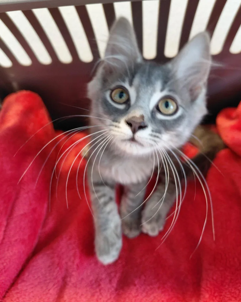 A young medium-sized male Gray / Blue / Silver Domestic Medium Hair cat named Kooper for adoption in St. Cloud, FL