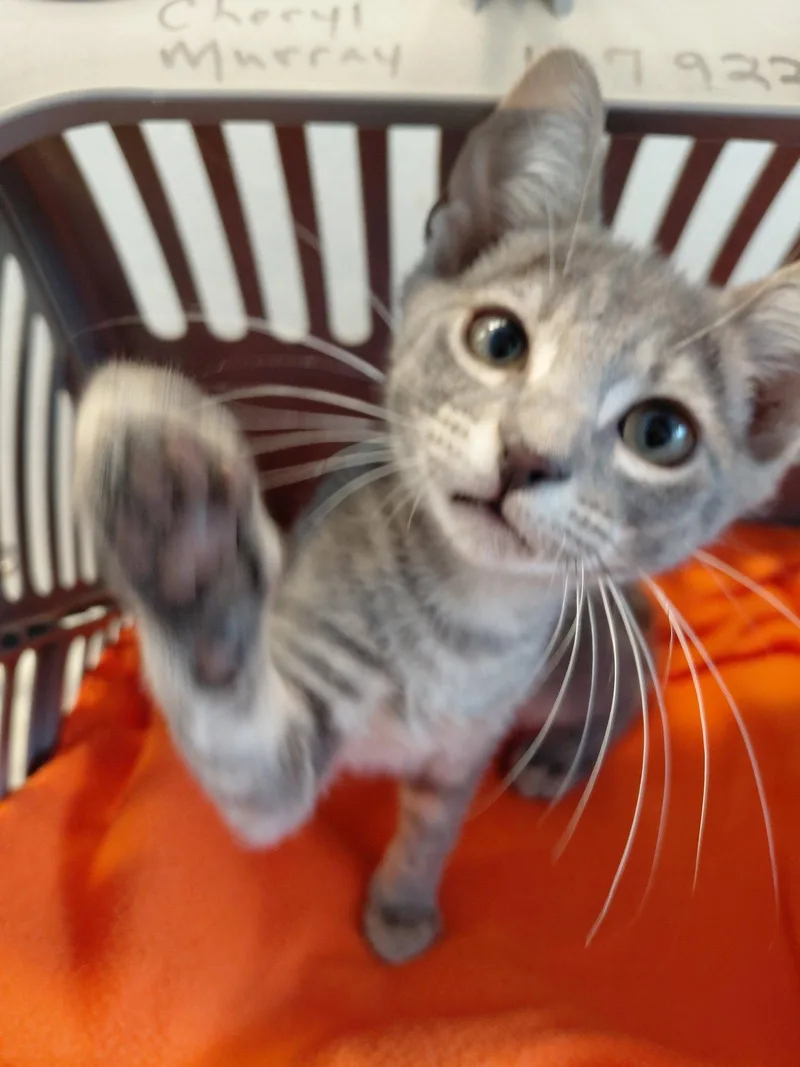 Kooper thumbnail 2