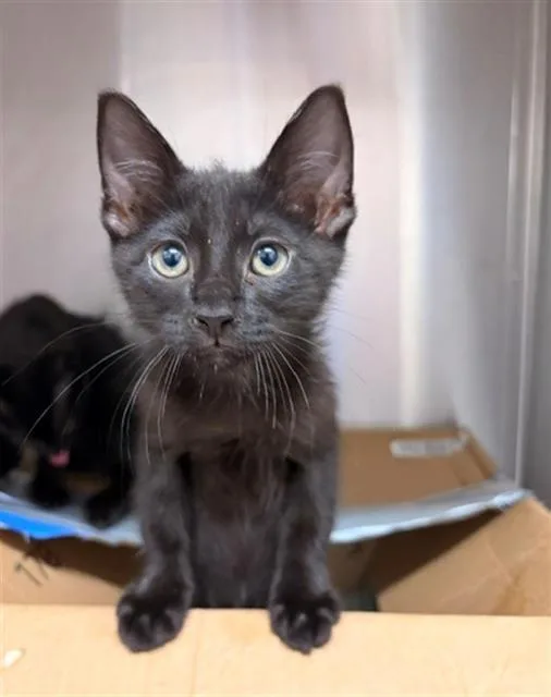 A baby small-sized male Domestic Short Hair cat named Ed for adoption in Baytown, TX