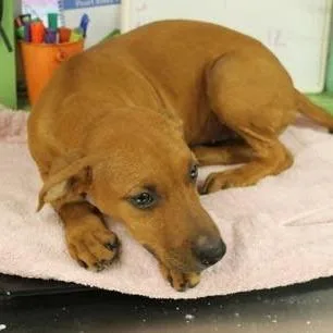 A baby large-sized female Mixed Breed dog named Ebony for adoption in Munster, IN