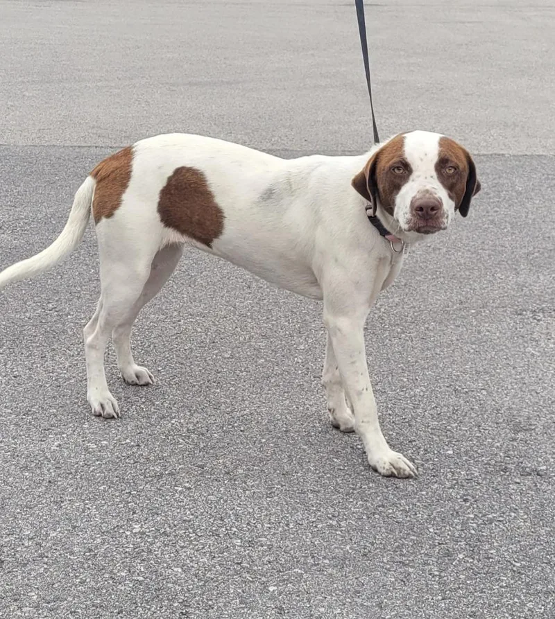 A young medium-sized female Labrador Retriever dog named Carmen for adoption in Huntsville, TX