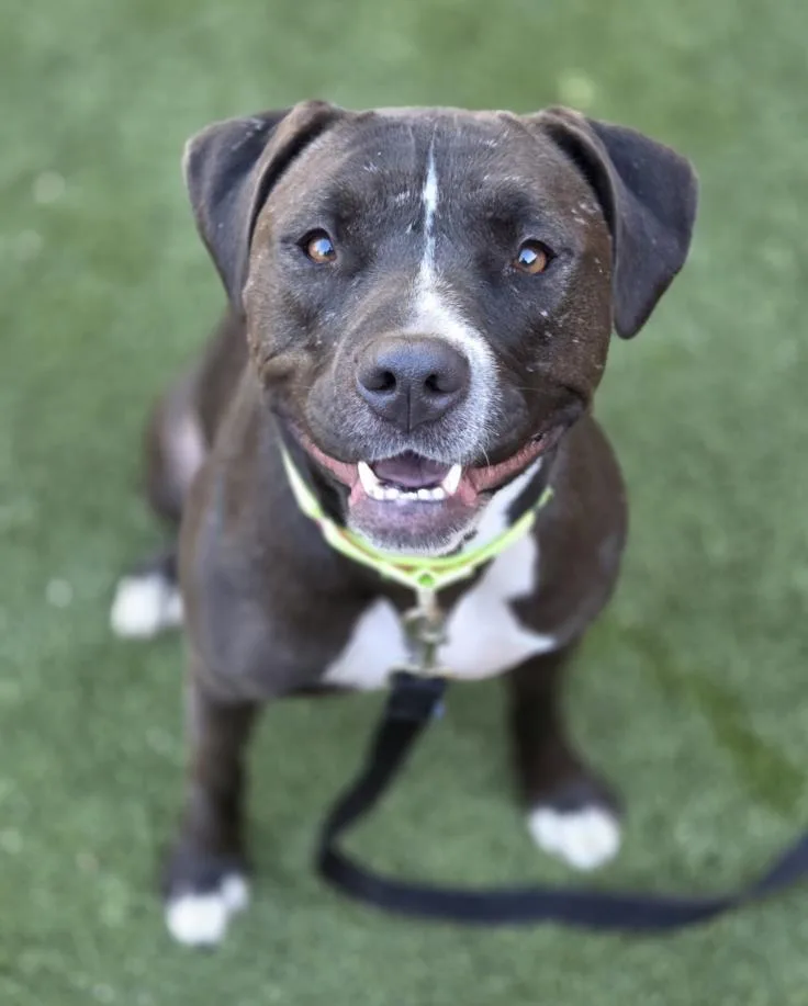 An adult large-sized female Pit Bull Terrier dog named Aurora for adoption in Las Vegas, NV