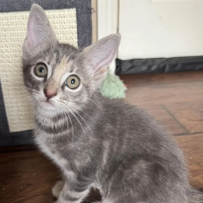 A baby small-sized female Calico Domestic Medium Hair cat named Sadie for adoption in Houston, TX