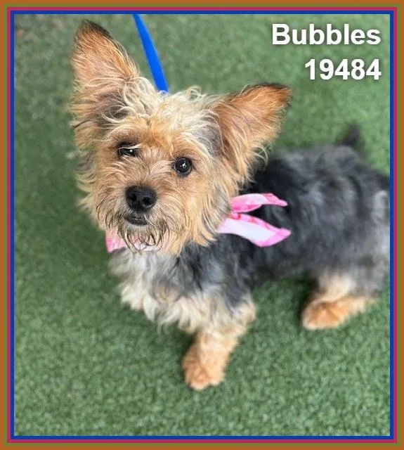Bubbles