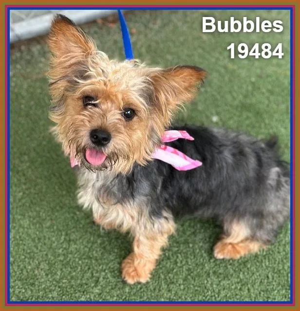 Bubbles thumbnail 3