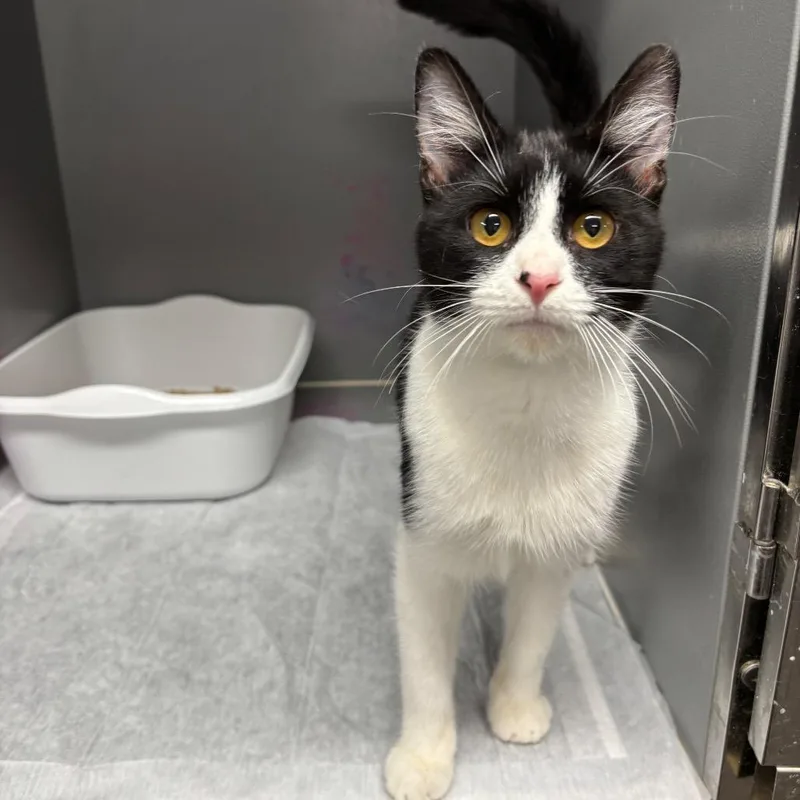 A young small-sized male Black Domestic Short Hair cat named Sir Loin for adoption in Granville, OH