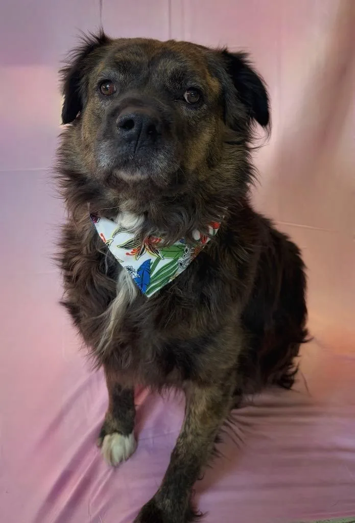 An adult large-sized female Brindle Mixed Breed dog named Coco for adoption in Columbus, NE