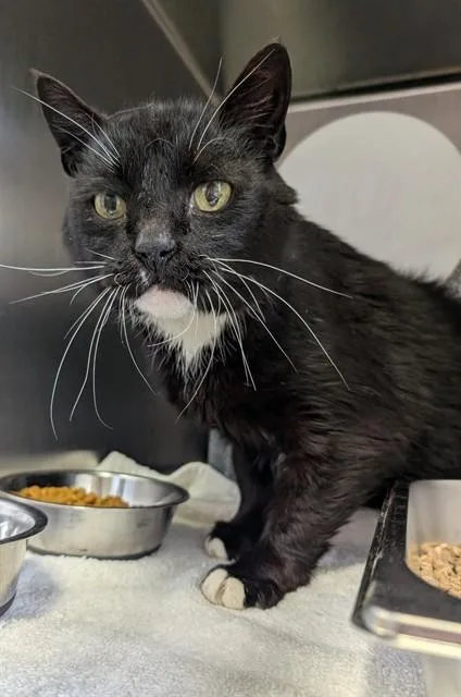 An adult medium-sized male Domestic Medium Hair cat named Sylvester for adoption in Upper Marlboro, MD