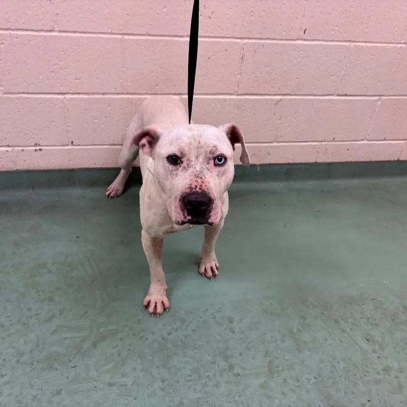 An adult medium-sized male White / Cream Mixed Breed dog named Daniel for adoption in Memphis, TN