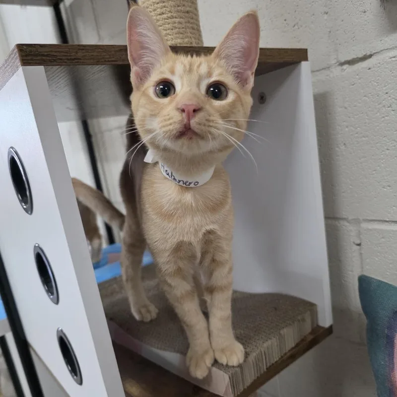 A young small-sized male Orange / Red Domestic Short Hair cat named Habanero for adoption in Laredo, TX