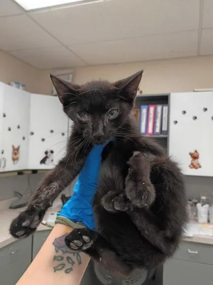 A baby small-sized male Domestic Short Hair cat named Wheels for adoption in Palm Coast, FL
