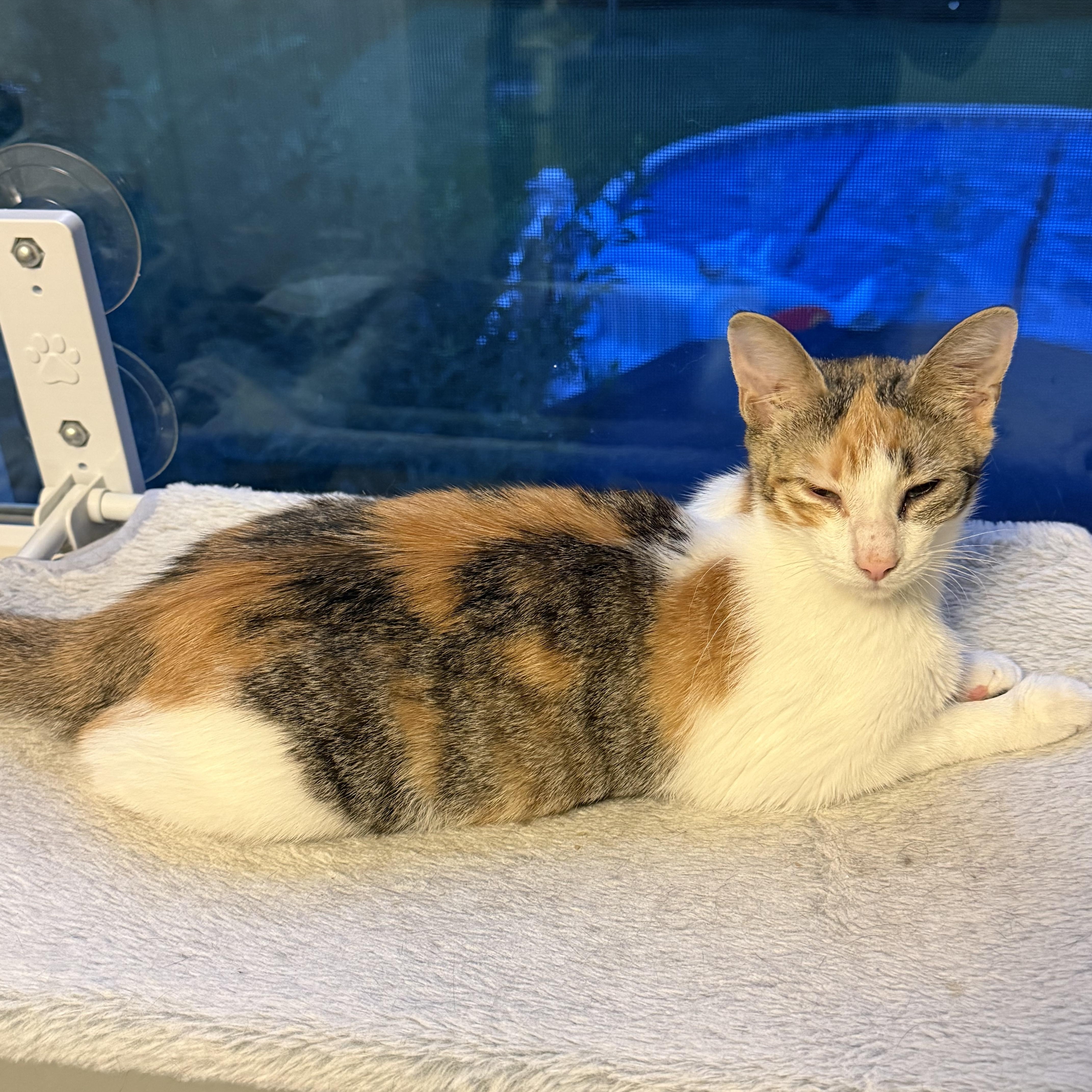 A young medium-sized female Calico cat named Daffodil for adoption in Rochester, NY
