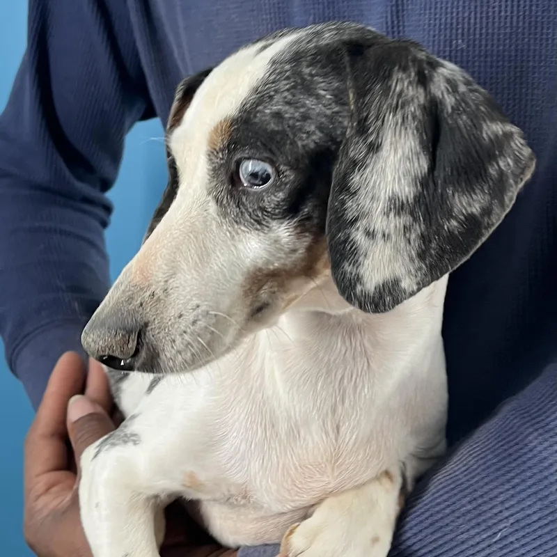 Demi  Local April thumbnail 2