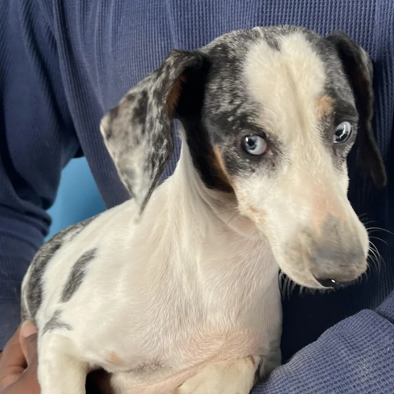 Demi  Local April thumbnail 3