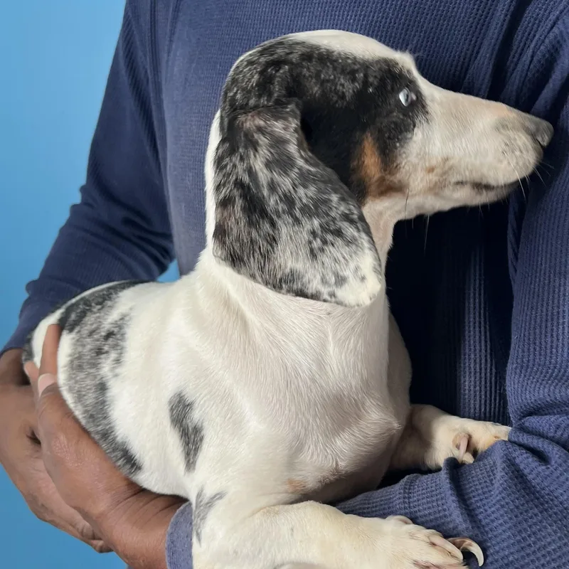 Demi  Local April thumbnail 4