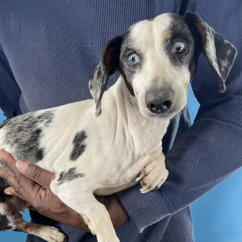 Demi  Local April thumbnail 5