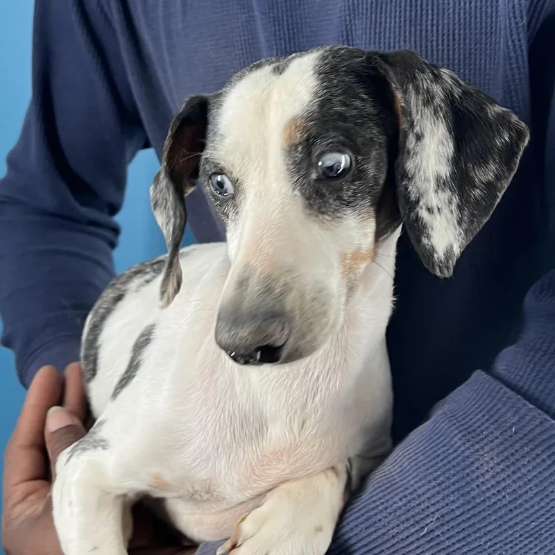 Demi  Local April thumbnail 6