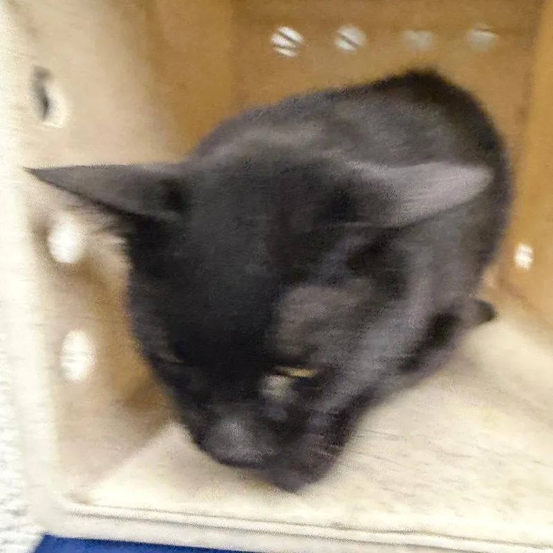 An adult large-sized male Black Domestic Short Hair cat named Crow for adoption in Reno, NV