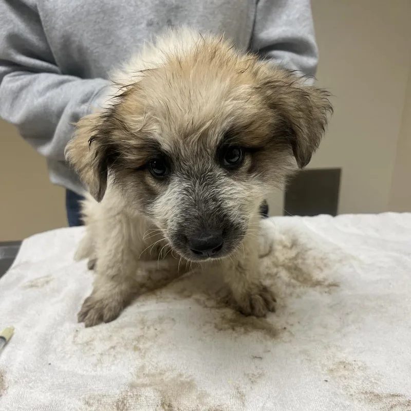 A baby small-sized female White / Cream Great Pyrenees dog named Custard for adoption in Riverside, CA